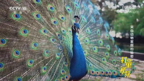 孔雀视频在线观看 第1张 孔雀视频在线观看 第1张